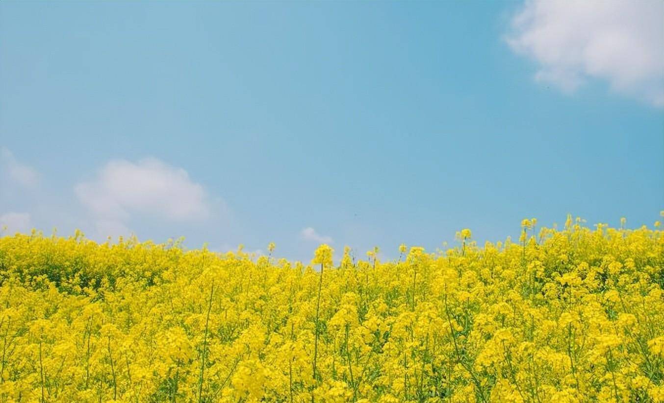 什么花什么时间开（什么花什么时间开写一句话） 第1张