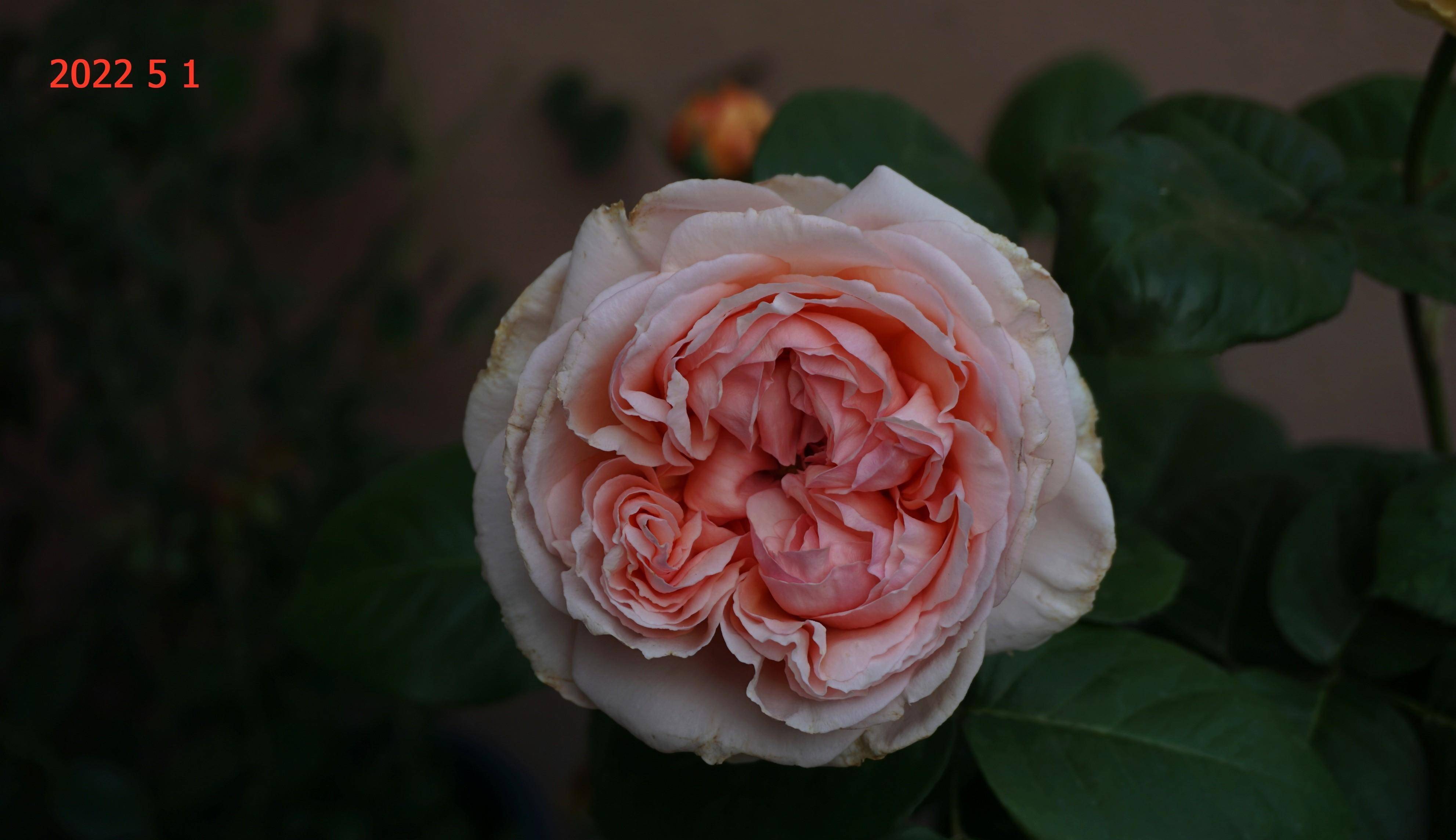 阳台花事(23):月季圣塞西莉亚(st. cecilia )篇_时尚_花瓣_花色