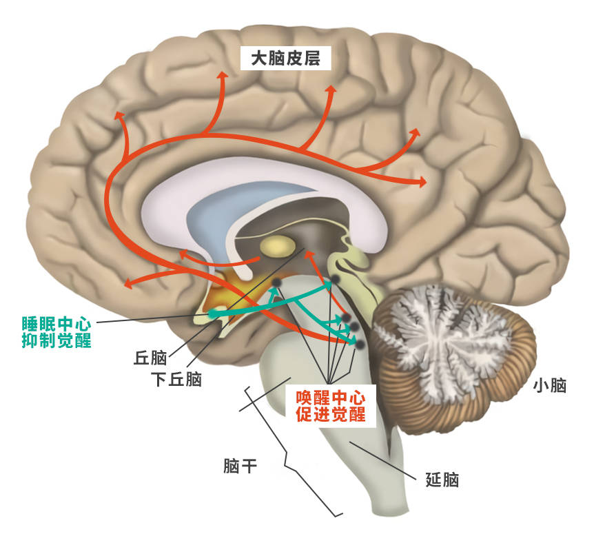 良好睡眠,健康之源--因顿助力健康好睡眠_过程_系统_时间