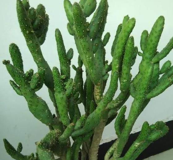 养多肉姬珊瑚,狠心砍一刀立马美回来,用上3招从此远离徒长_光照_保养