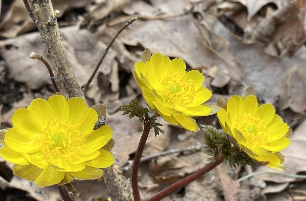 指甲花是什么花（指甲花的特征） 第3张