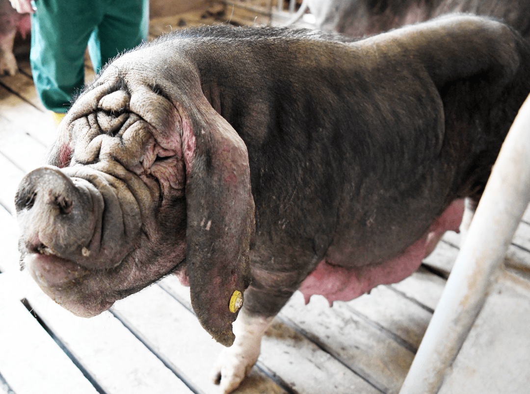 嘉定"国宝"猪种梅山猪:母猪晒太阳,公猪要"跑圈"_养殖_预防控制中心