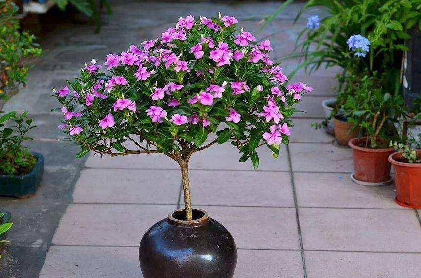 长春花的小苗很便宜,几块钱就能买一盆,甚至一棵稍大的,也就十几二十