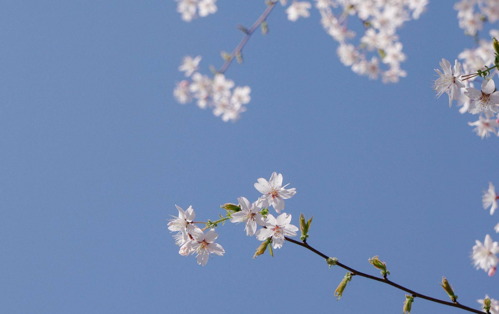 你所不知道的玉淵潭櫻花,竟承載了50年的中日友好,3月賞花最佳_日本