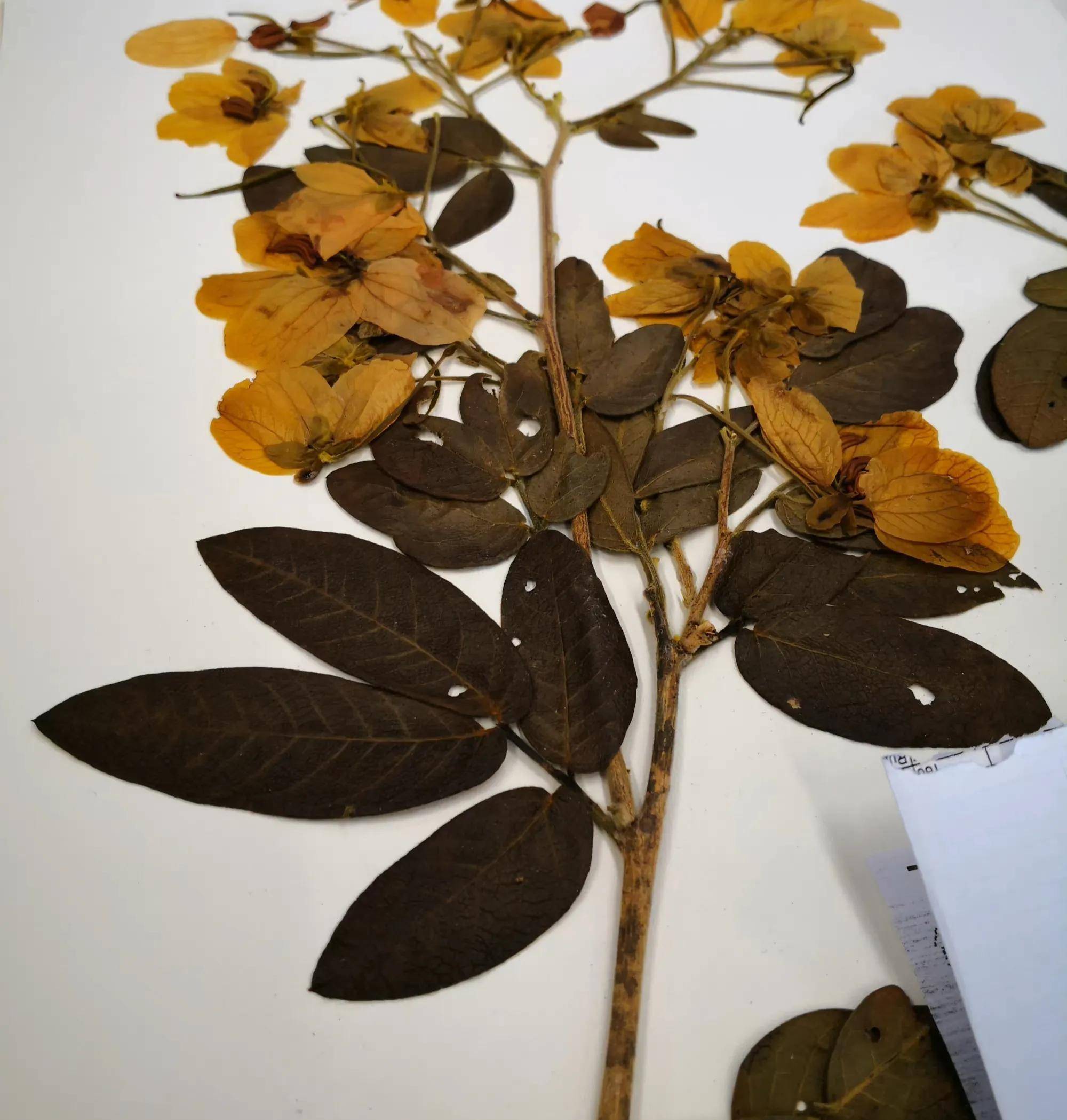 实习课的豆科标本,张张美如画(三)美厚荚相思acacia crassicarpa,相思