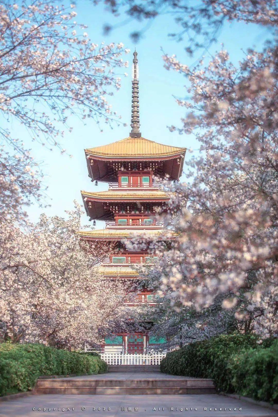 武汉大学内的「樱花城堡」 @玩摄堂提起武汉的花海,多数人脑海中第