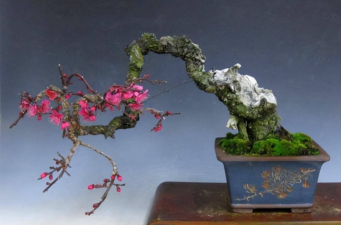 自古备受青睐,梅花盆景的美你领略到没有(1)_树种_开花_历史