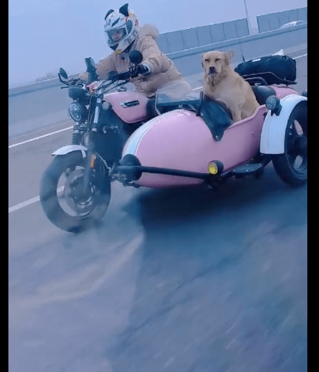 女孩骑着边三轮摩托车带着狗,在高速路上驰骋,人被冻成狗了吗?