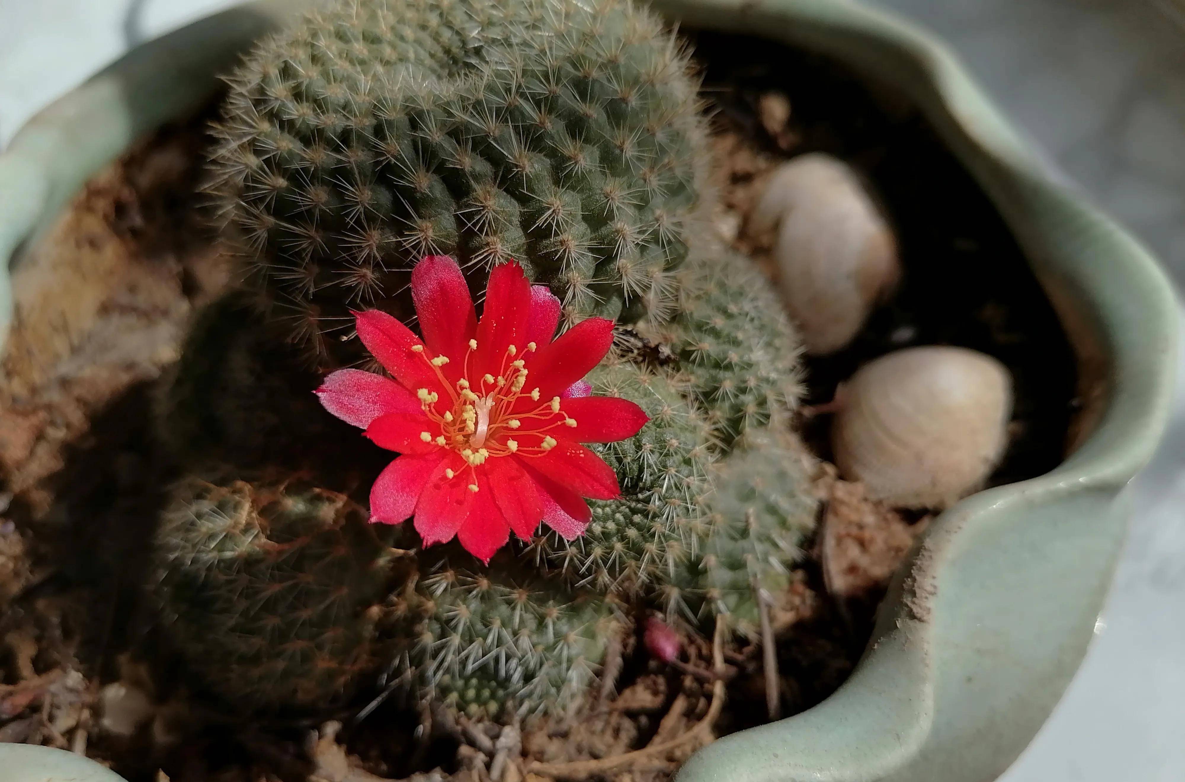 养一盆"多子多孙"的花花吧,它会给你意想不到的惊喜_孙球_仙人_花瓣