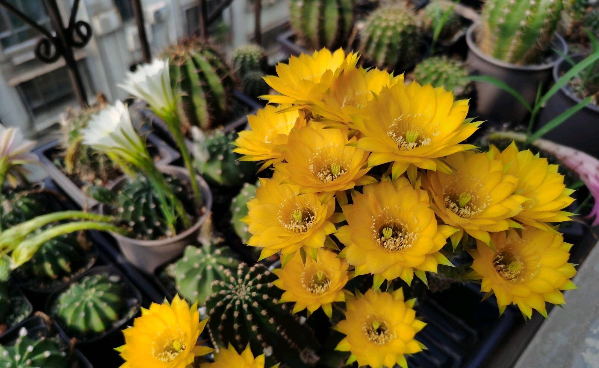 喜欢养仙人球,就选"黑金刚",颜值高,好打理,每年开花多次_球体_花友