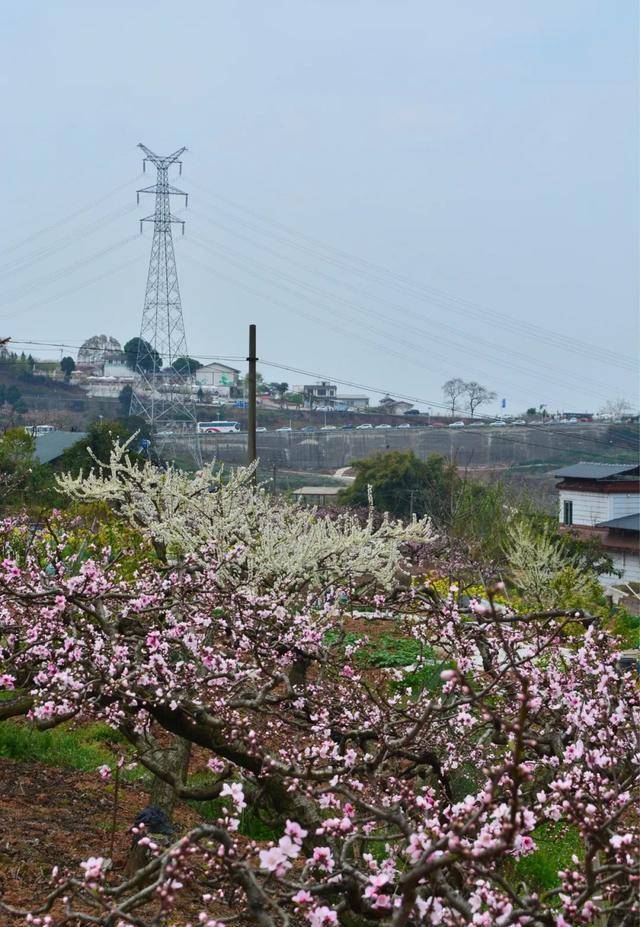 龍泉桃花開了!本週進入最佳觀賞期!6條賞花路線發佈