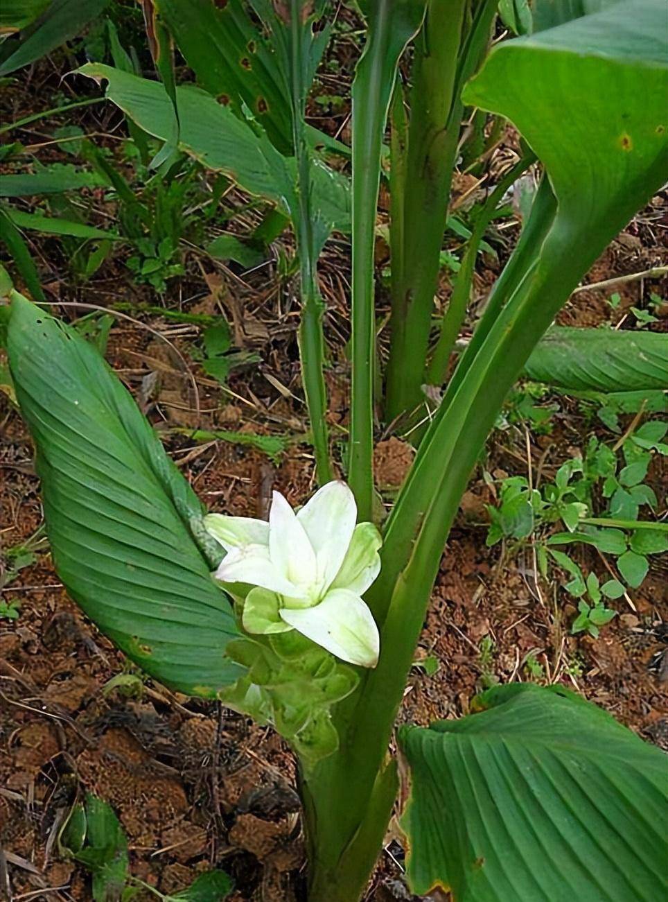 黄姜花（黄姜图片） 第3张