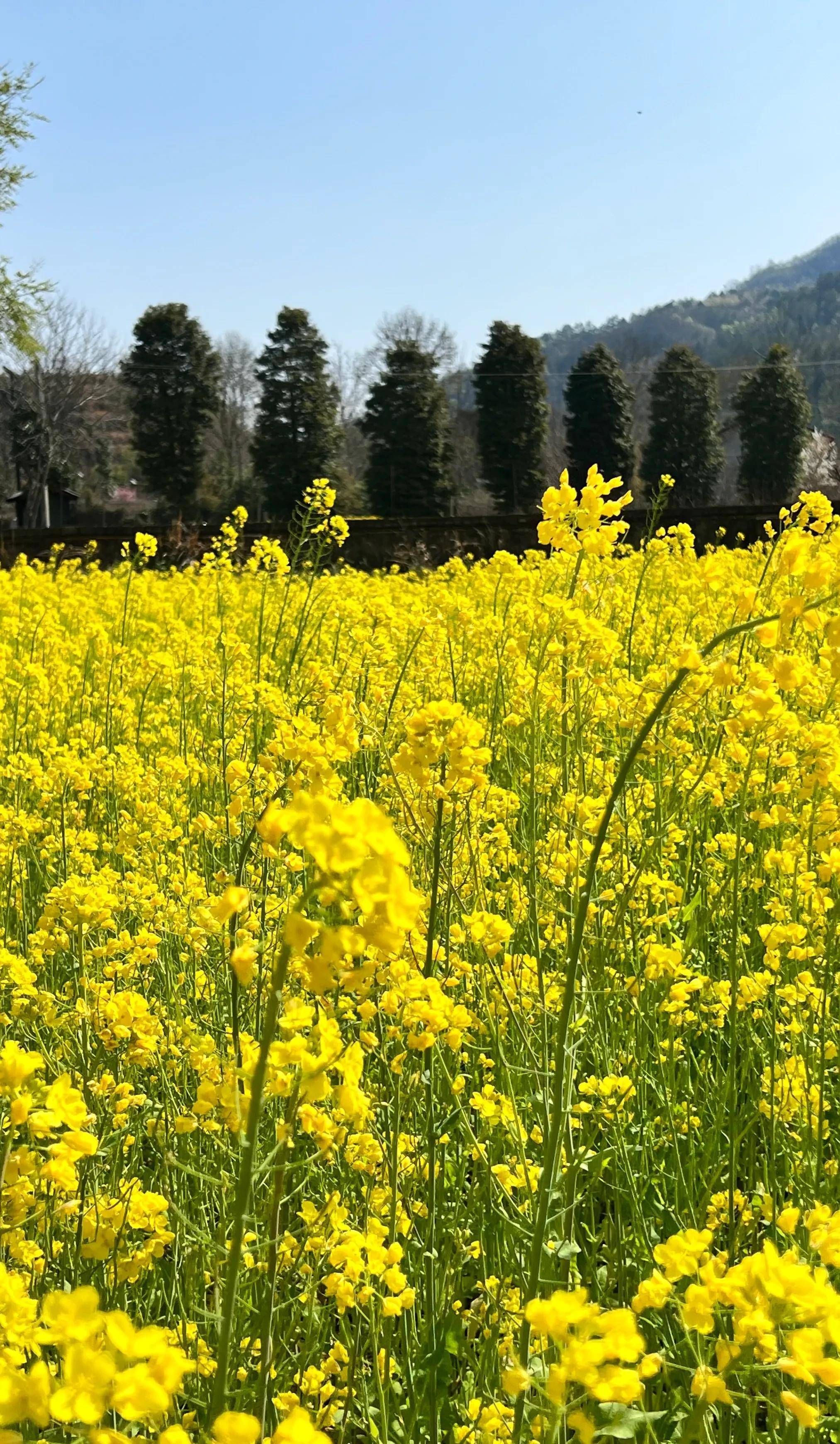 散文|广元-青木川赏油菜花,是一种愉悦的感受,春天独特的风景_季节