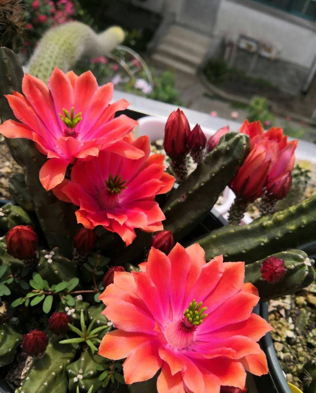 就养"桃太郎",全身无刺,皮实好养,开花也勤奋_品种_种植_仙人掌