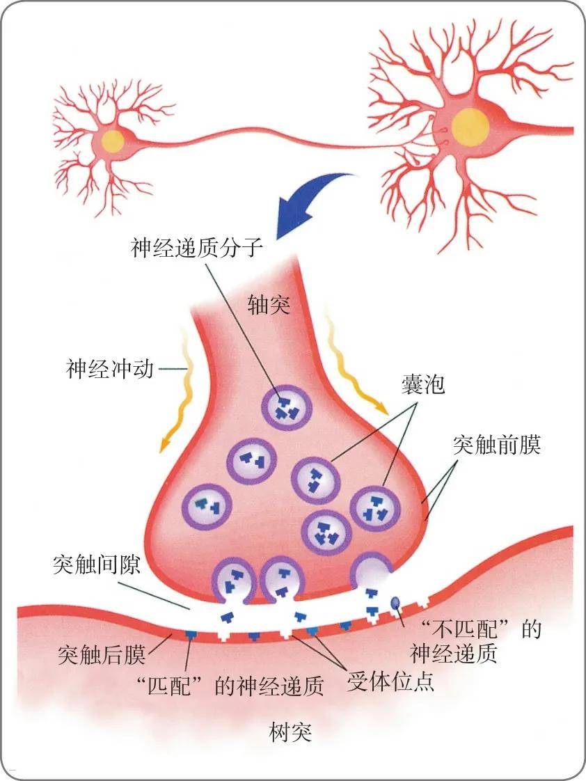 突触前抑制图片