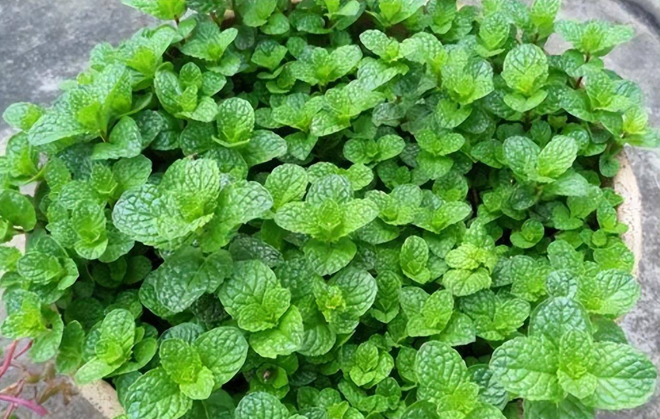 10种"流氓花",养它的都"后悔"了,一棵就泛滥,铲都铲不完_植物_其他