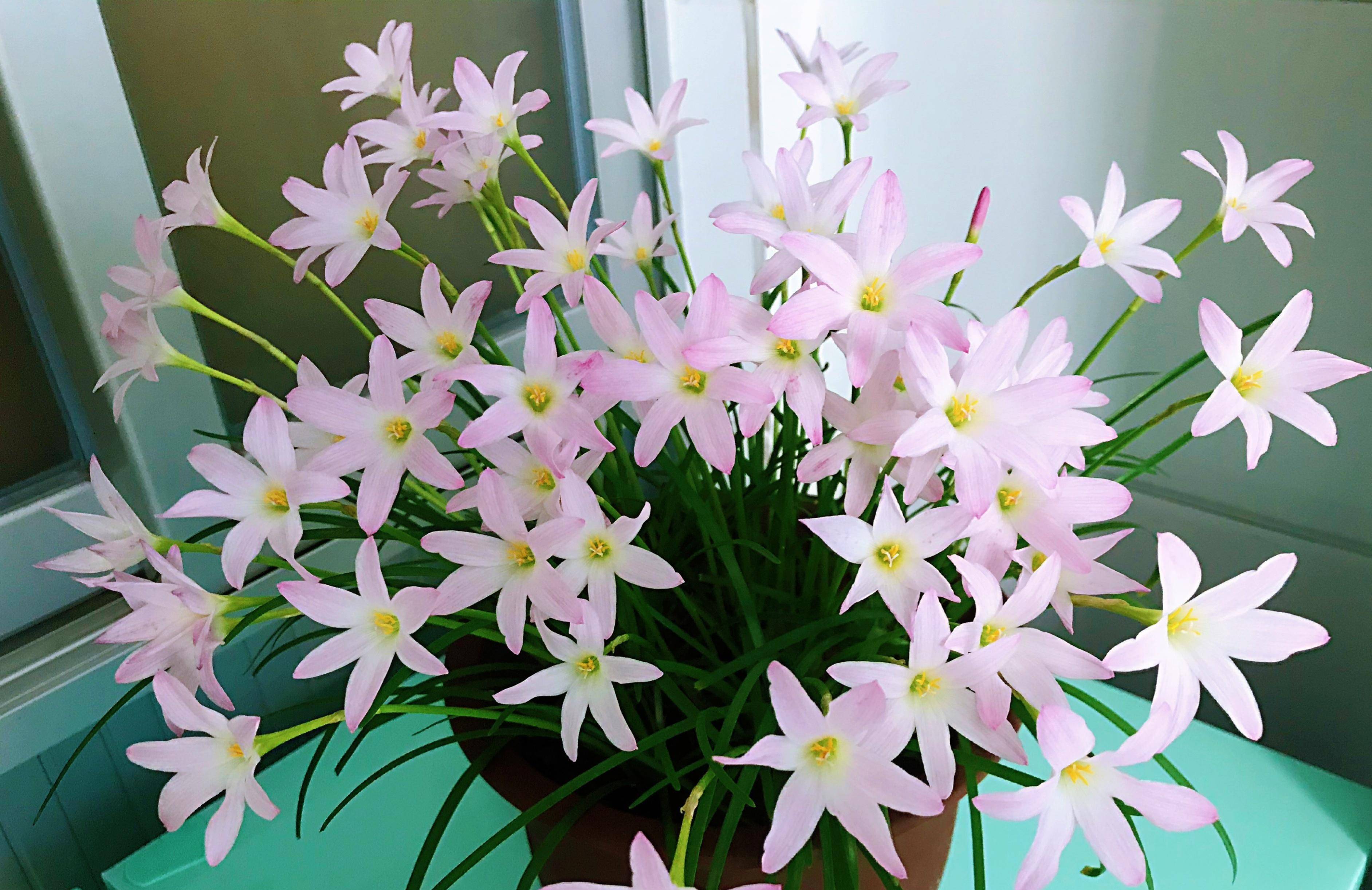 适合夏天养的花—风雨兰"初恋",颜值高,易栽培,开花也勤奋_种植_地方