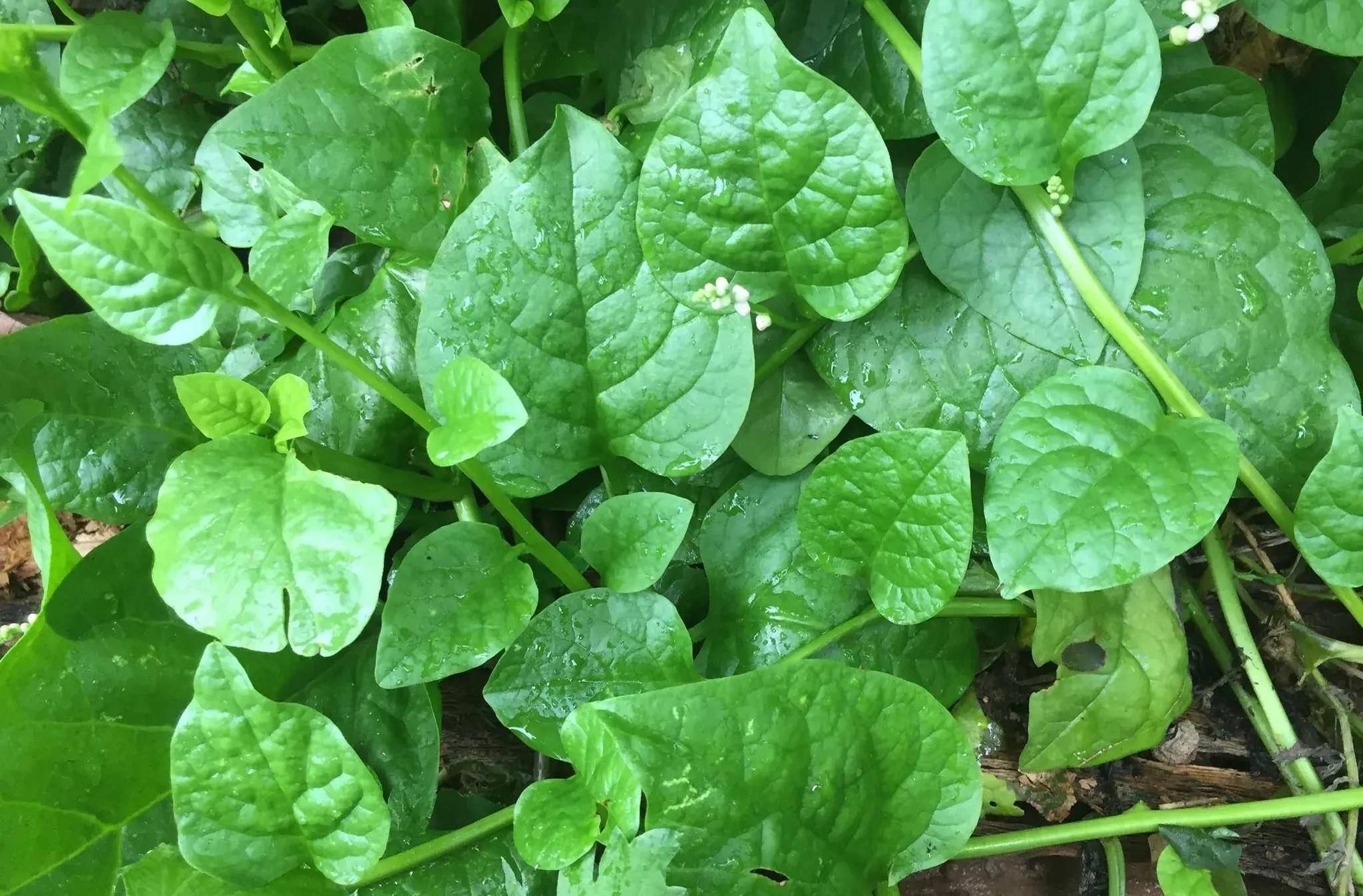农村一种野菜,是菜也是药,隔三差五吃一点,滑肠