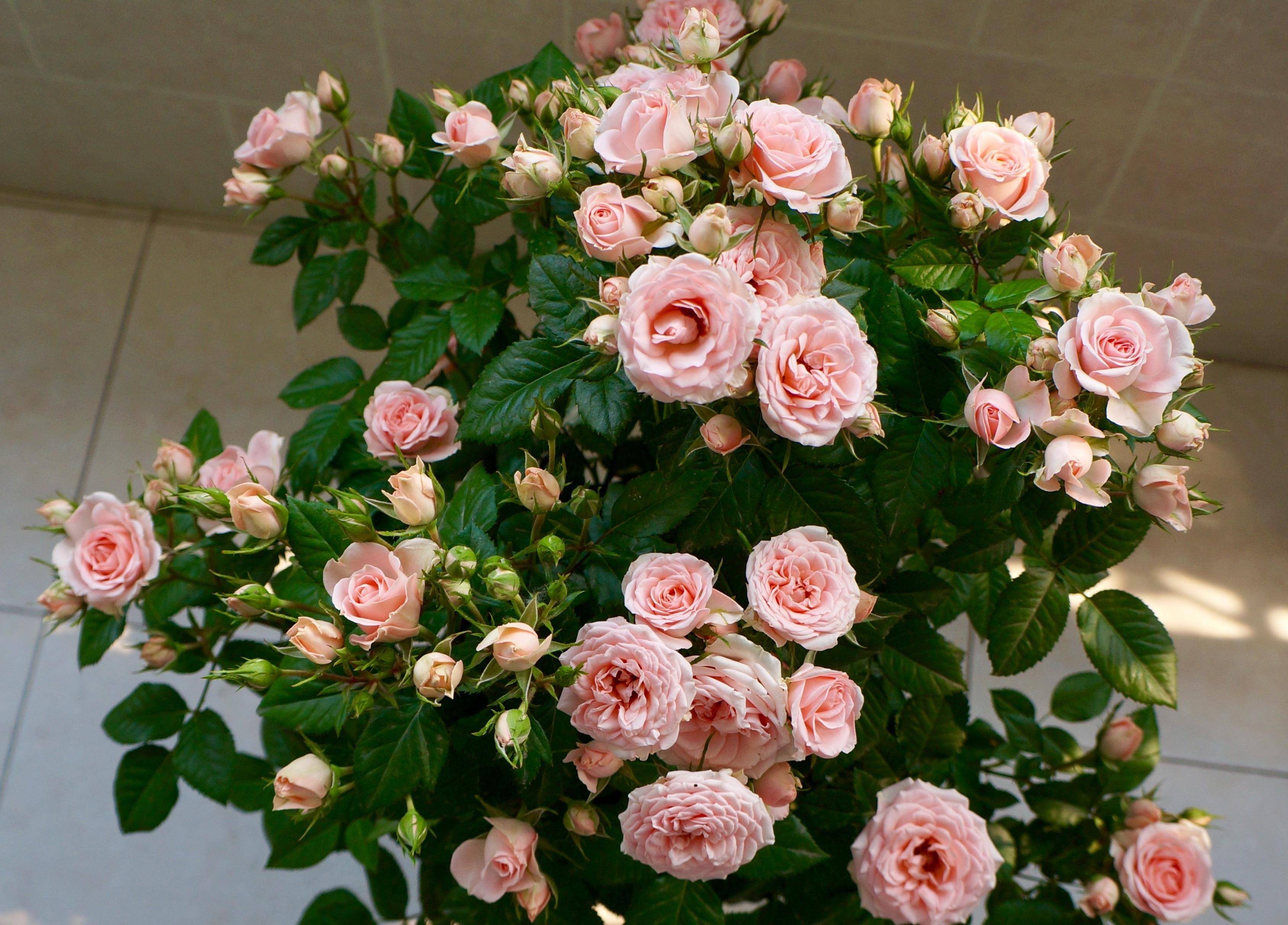 微型月季花"宝贝宝石",植株低矮,丰花勤花,适合阳台种植_品种_花朵_开