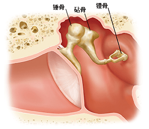 听小骨解剖图图片