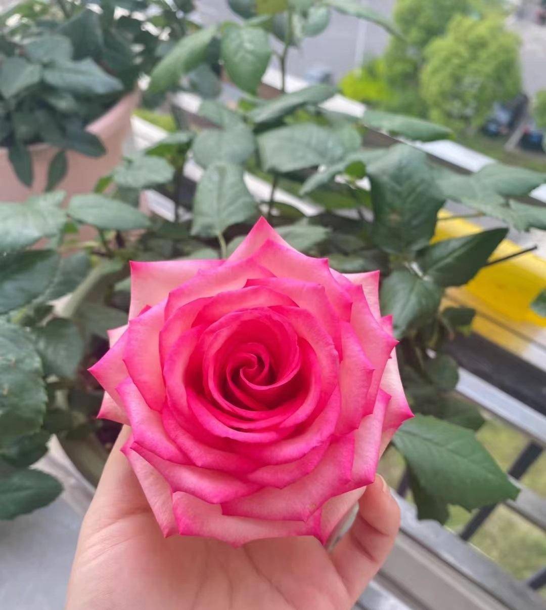 月季花界的"女神"—梦露,颜值超高,多季花开,你值得拥有_切花_开花