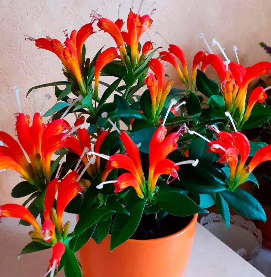 三色口红花(aeschynanthus tricolor)2.