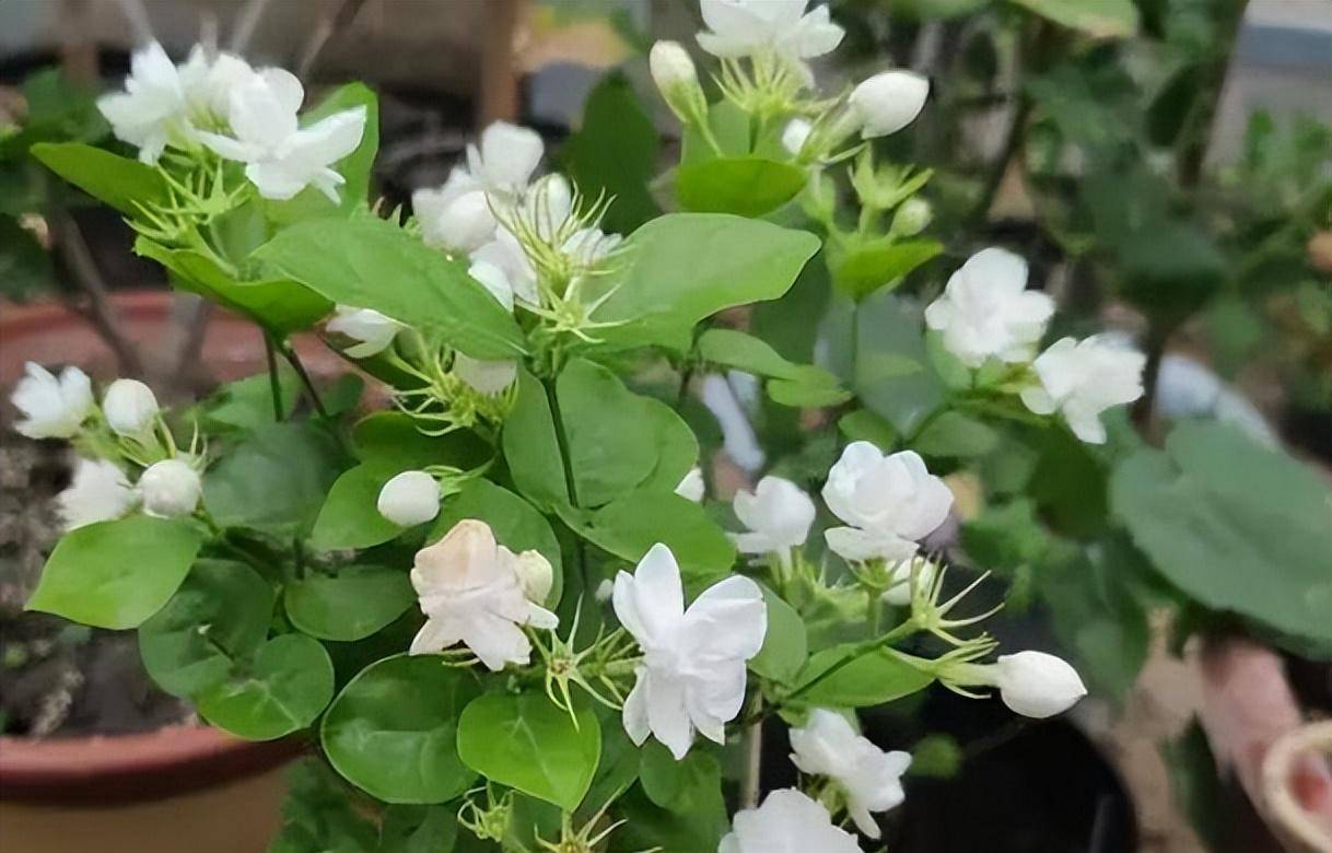 茉莉花的养殖方法和注意事项有哪些(茉莉花的养殖方法和注意事项有哪些视频)