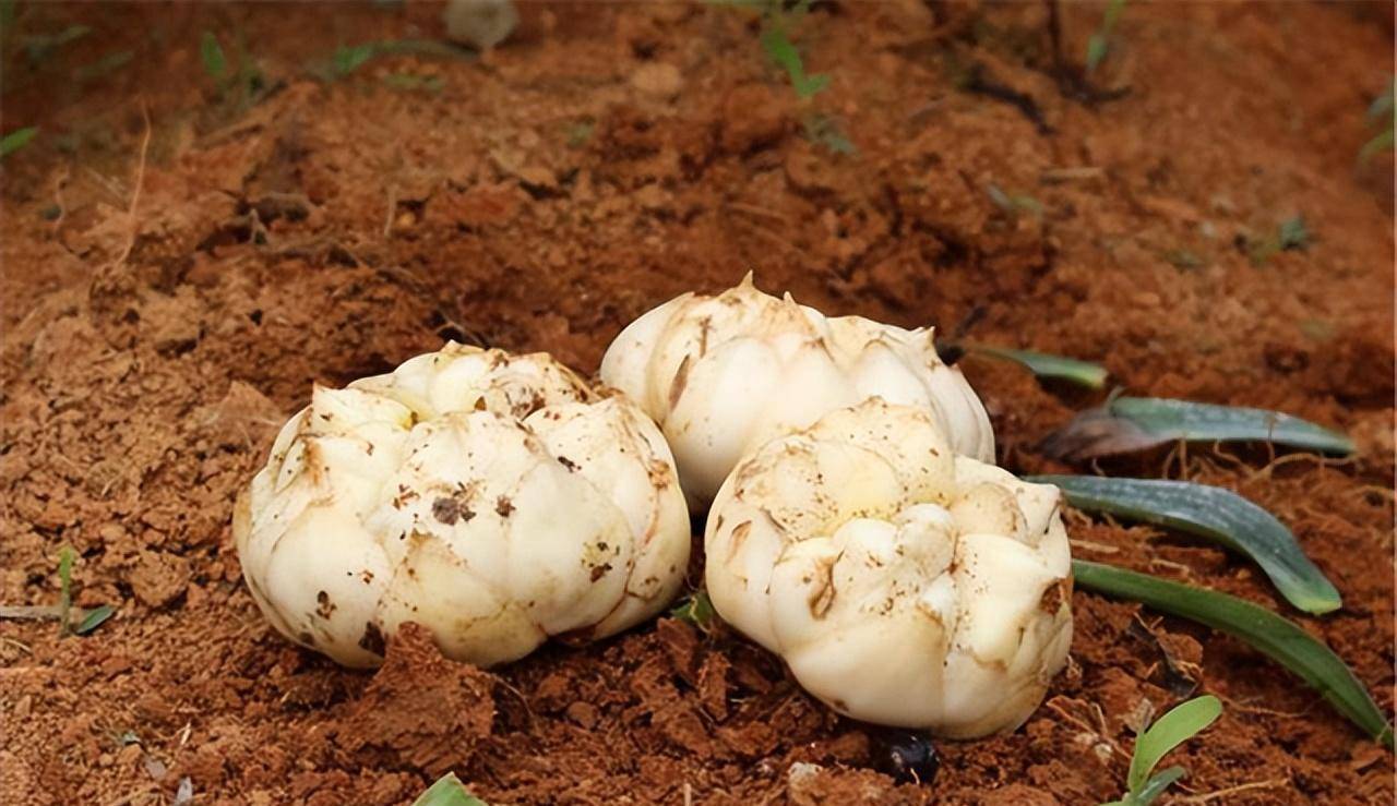 1,百合花是属于一种鳞茎植物,所以在种方式通常鳞茎块繁殖,或者是播种