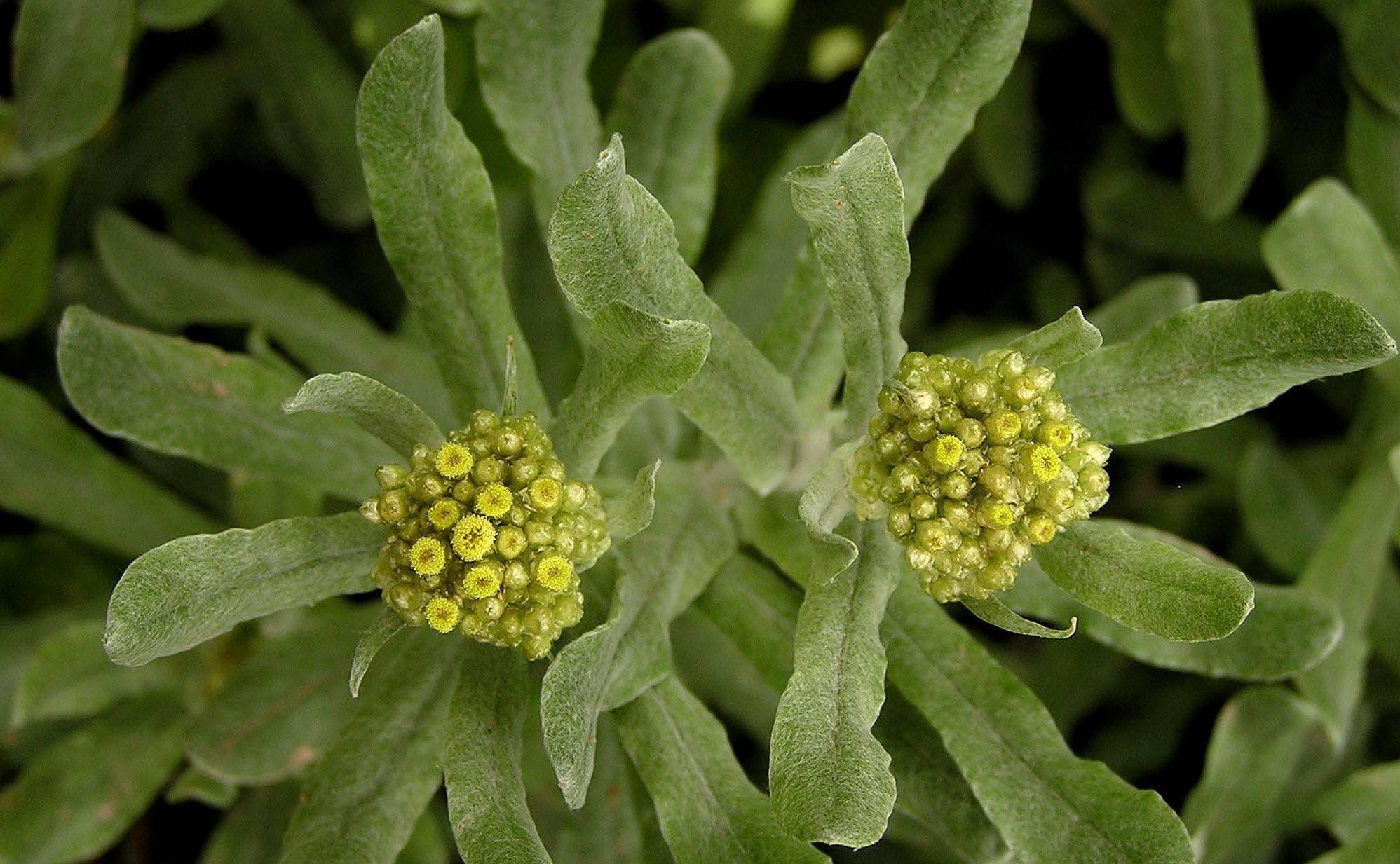 清明临近,野外看到这种草记得摘一点,错过又要等一年_麦芽_叶子_食用