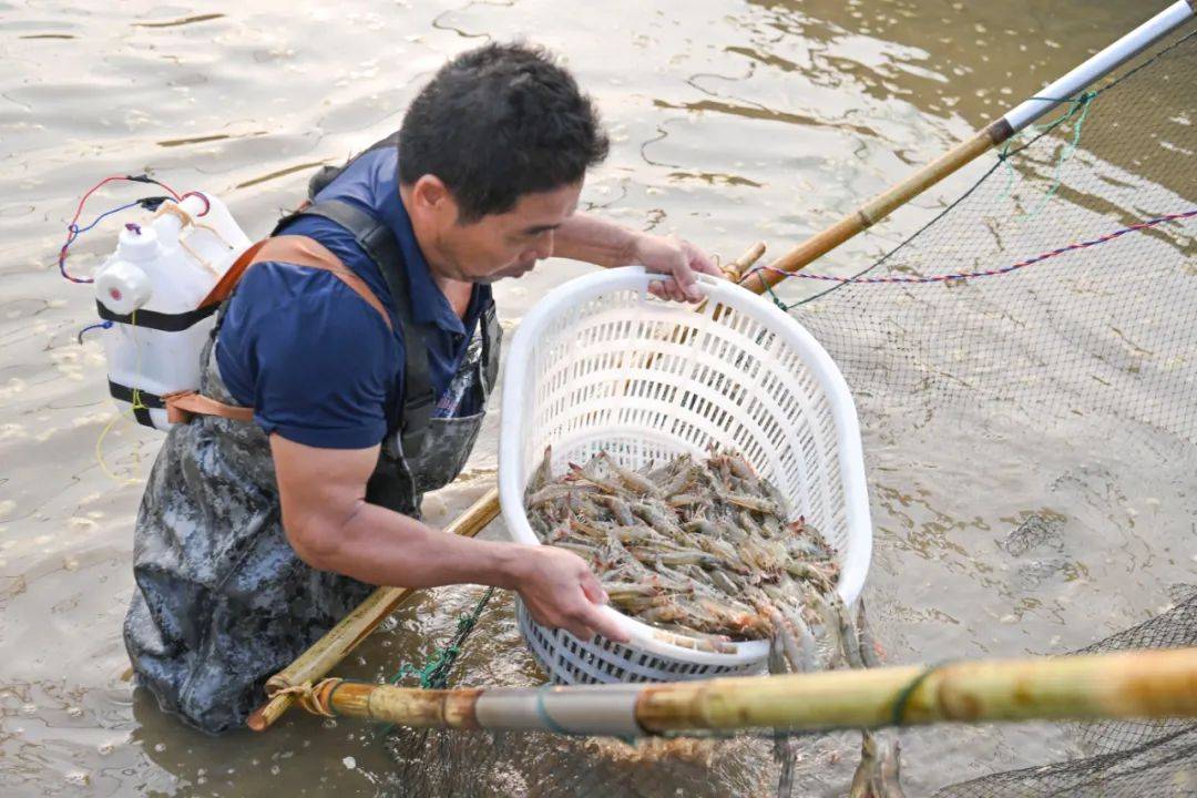 湖北漁之濃農業發現合浦縣閘口鎮:南美白對蝦迎來成熟期_養殖_小棚