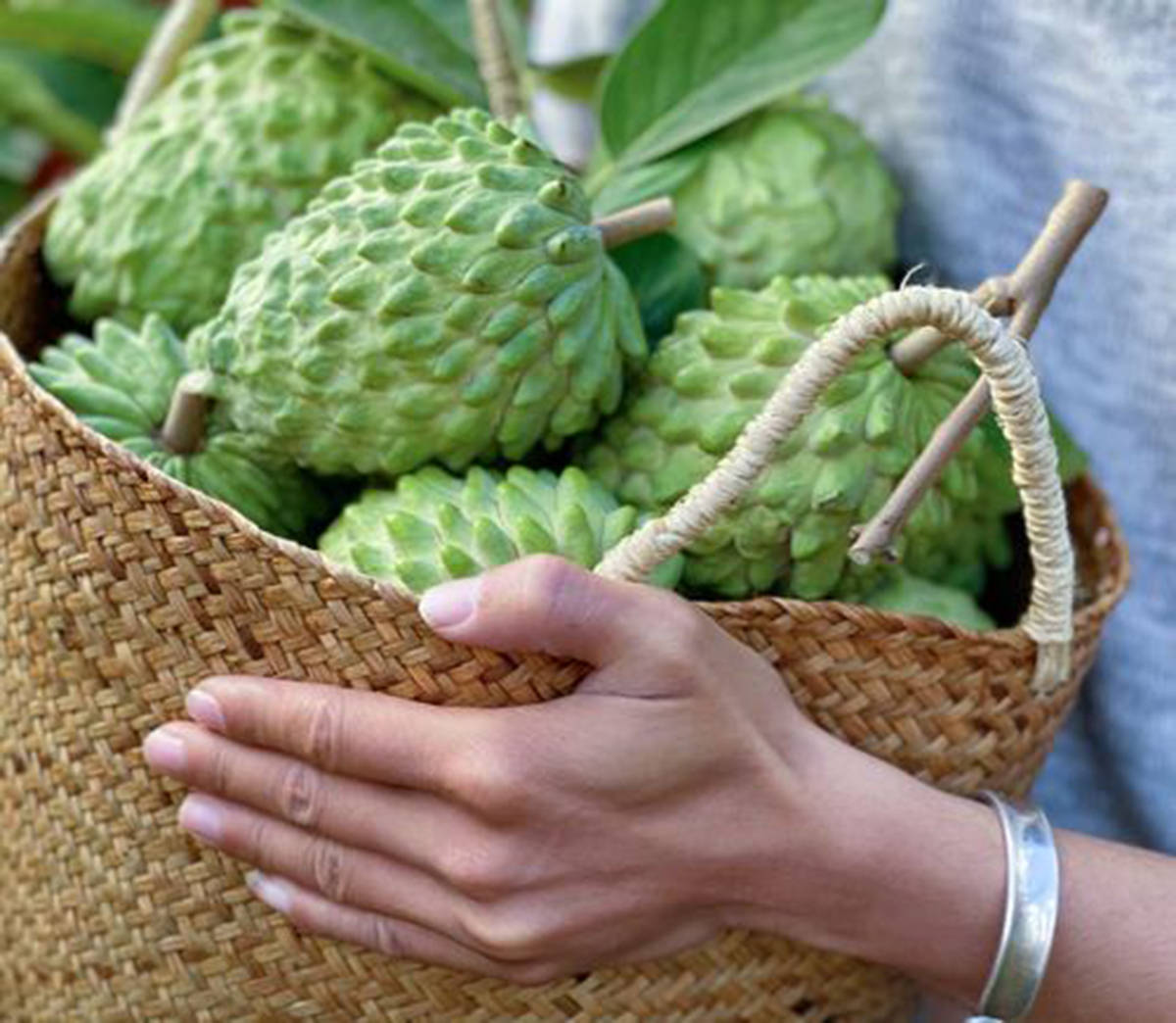 莲雾_释迦_大陆