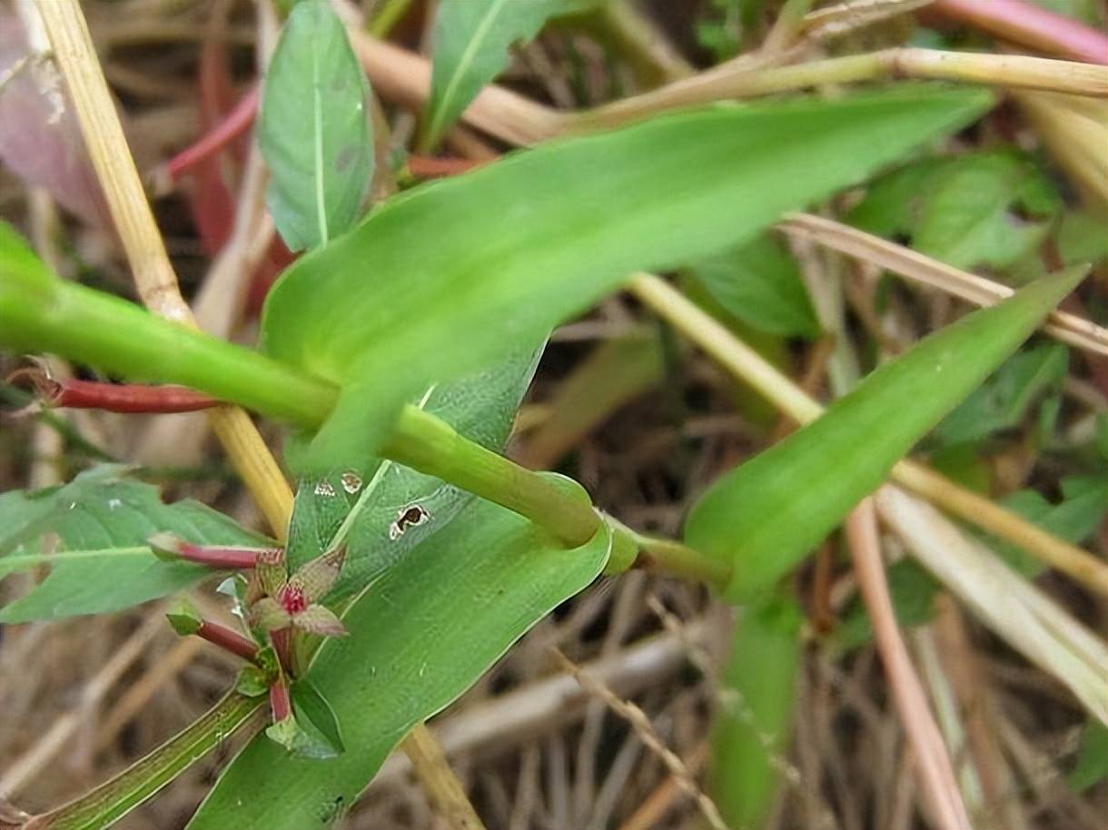 水田里生长的"竹叶草",牲畜都不喜欢食用,城里却卖到8元一斤_农村