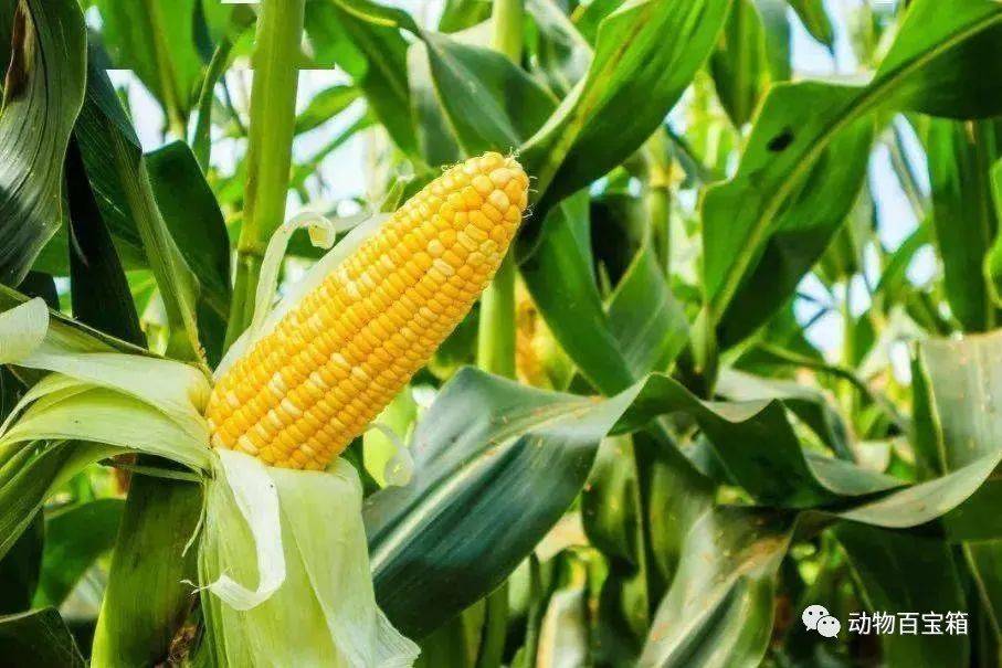 为什么玉米被称为"末日作物"?玉米有何神奇之处?