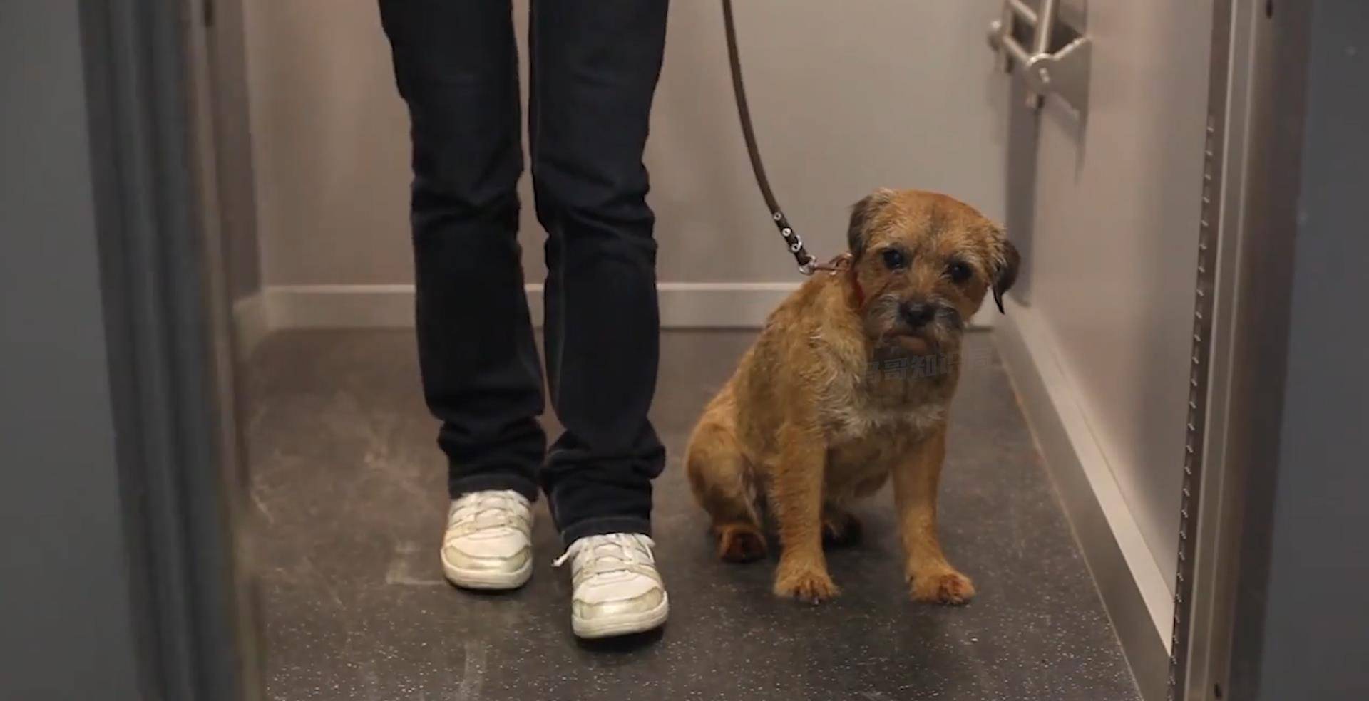 主人进电梯不牵绳,导致狗狗被吊半空,都被电梯门夹傻了_泰迪_扶梯