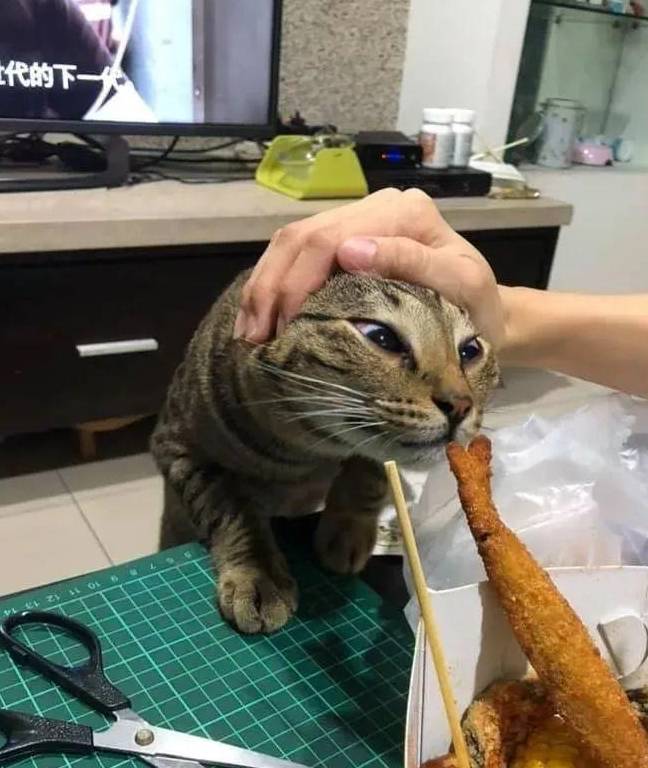 养猫之后,吃饭竟然变成了一件难事?_猫咪_东西_时候