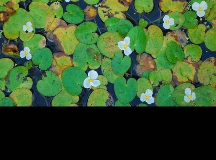 水鳖别名,马尿花,芣菜.名为水鳖科植物水鳖的全草.