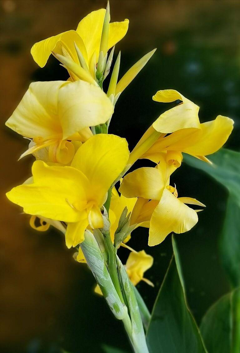 美人蕉,花如其名,"红蕉当美人",高端大气上档次_花朵_红色_叶子