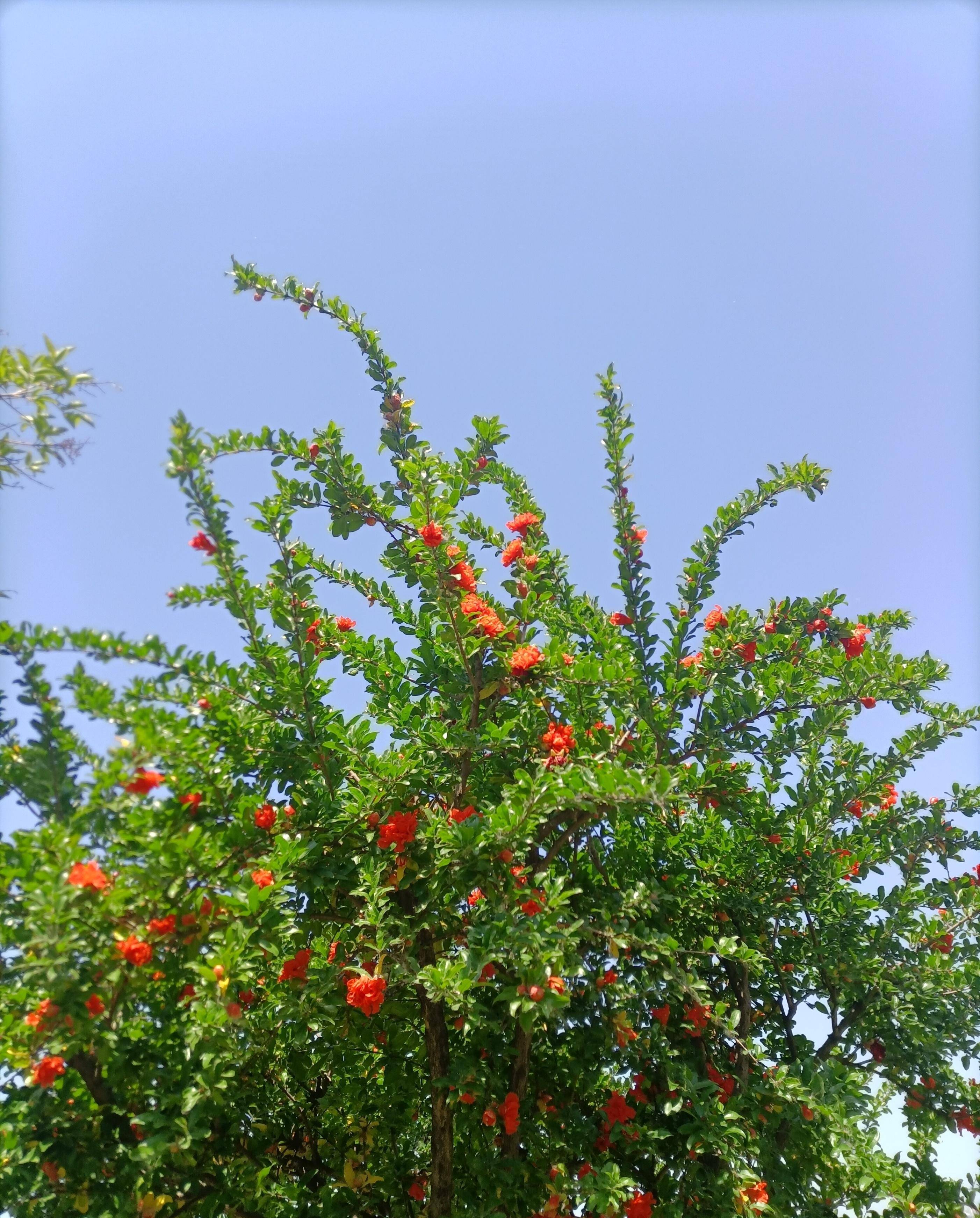 3月的榴花也撩人 石榴花开系列 刘青