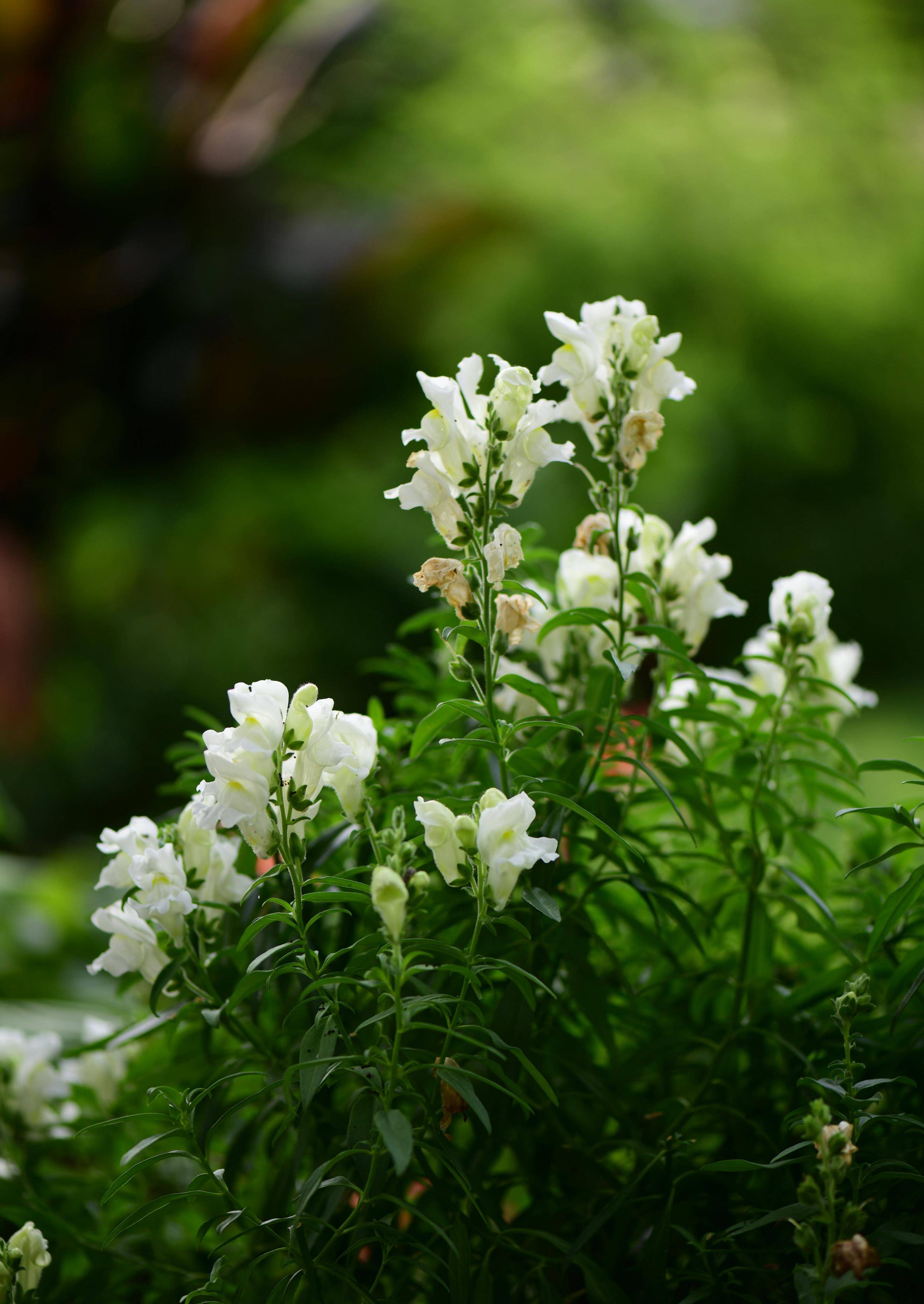 3月开什么花（3月开什么花的季节呢视频教程） 第5张