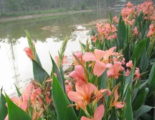 美人蕉,花如其名,