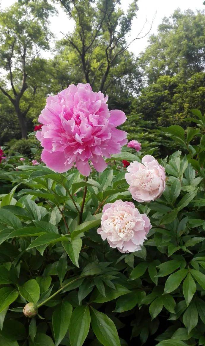 分享图片:鲜艳美丽的芍药花,太迷人了_红色_风景_漂亮