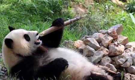 终身无法回到祖国怀抱的两只大熊猫，一句我想回家