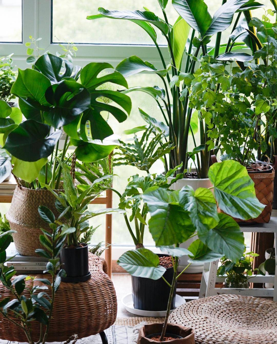 让家里变成植物园,购买花卉绿植停不下的节奏_运输_微风_花盆