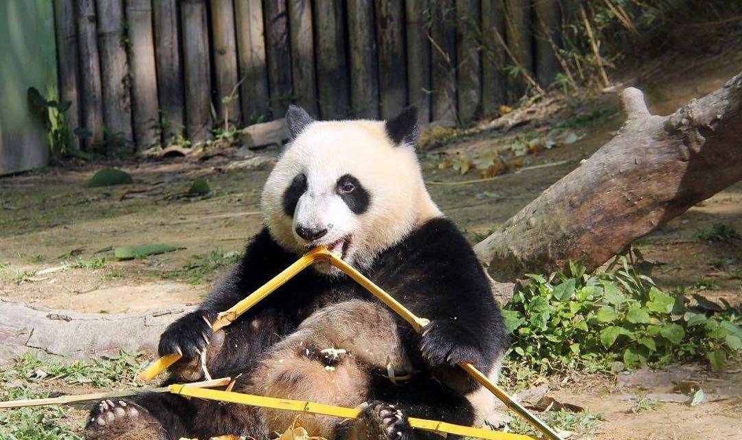 学会了吗（大熊猫的天敌是谁）大熊猫的天敌是谁为什么它这么稀少 第1张