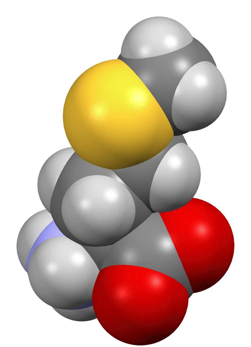 ball-and-stick model球棍模型skeletal formula of l-phenylalanine