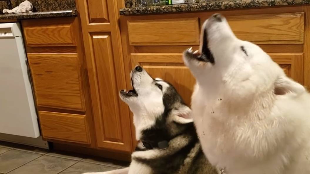 狗狗突然发出"嗷呜"的狼叫,有这几个原因_叫声_声音_主人