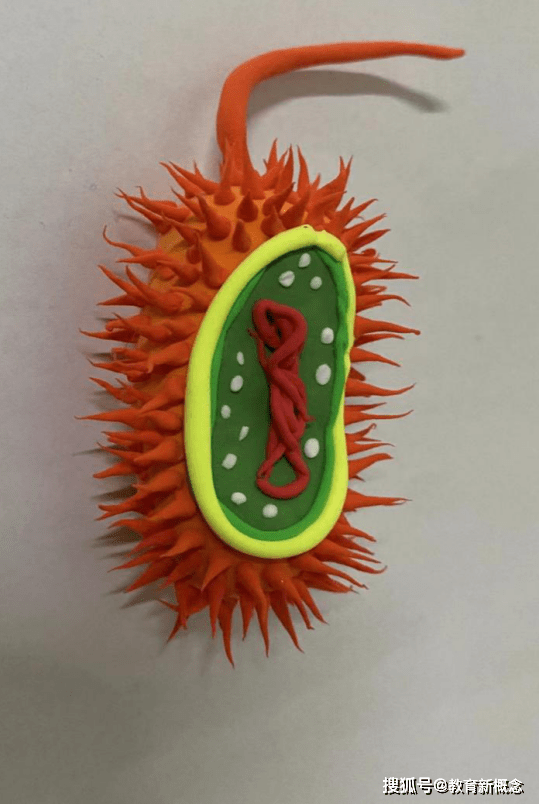 简单细菌模型彩泥制作图片