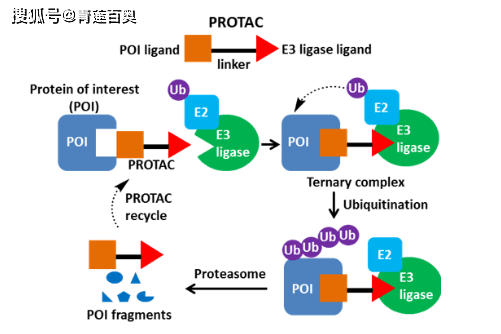 protac降解靶蛋白是通過泛素蛋白酶體系統(ups)實現的,其大致