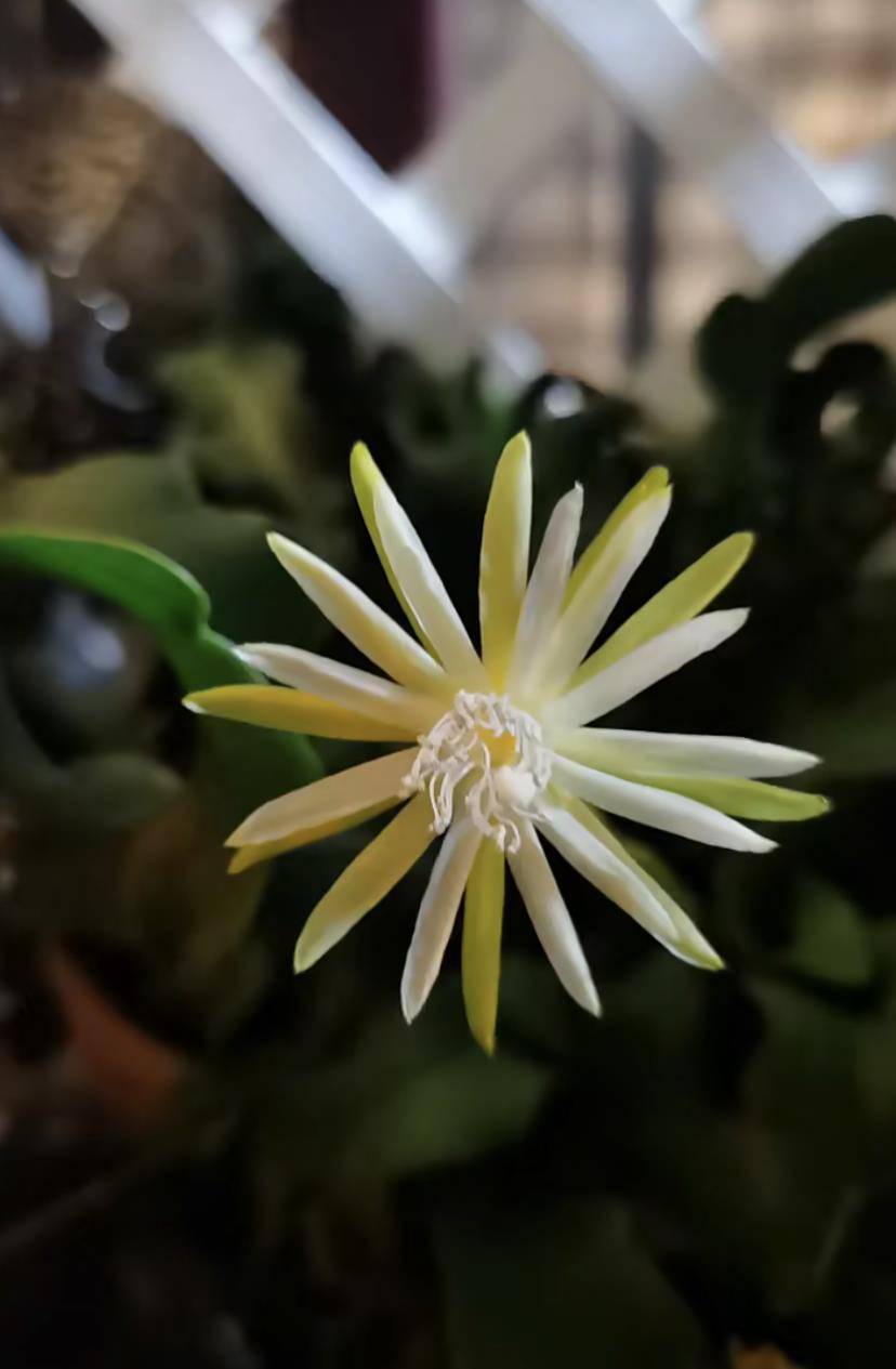 室内盆栽"新宠"—卷叶昙花,能观叶,赏花,观果,皮实且好养_果子_火龙果