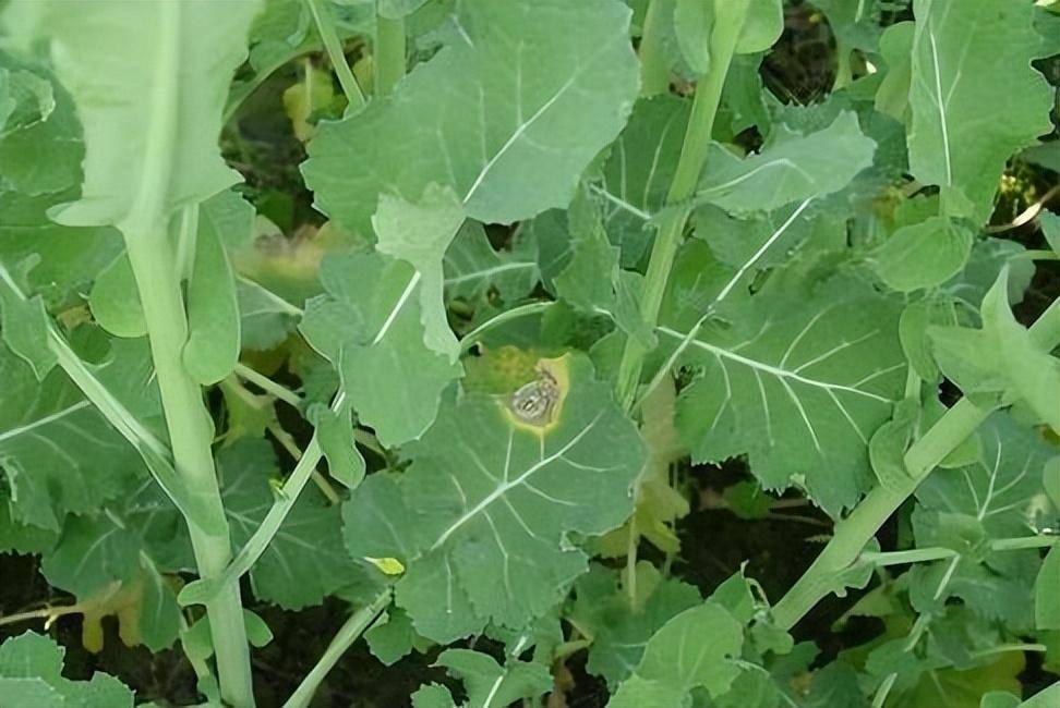 油菜菌核病,又称菌核杆腐病,是由核盘菌引起的,发生在油菜等作物的一